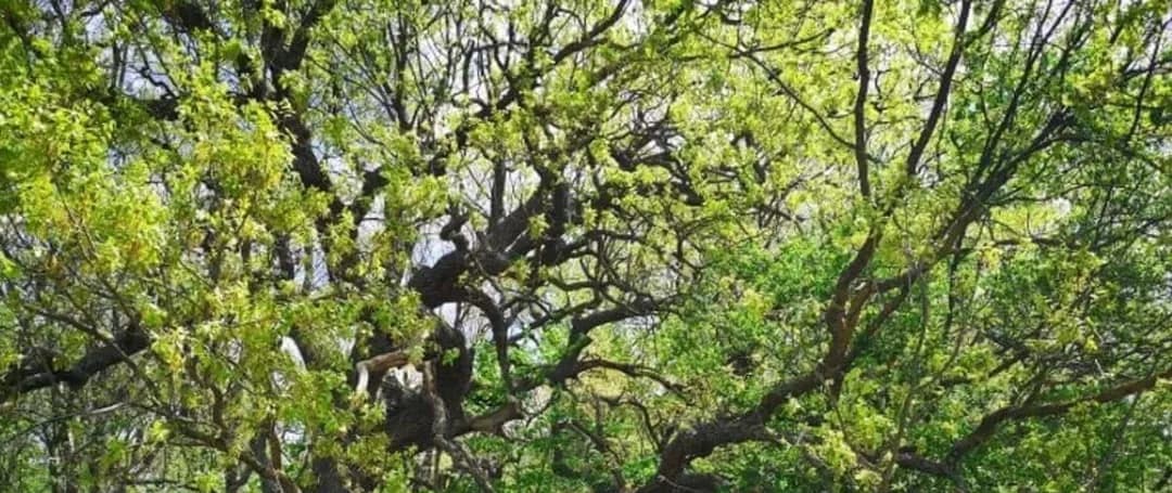 Excursie: Pădurea Caraorman
